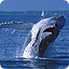 Сравнение размеров - Длина кита